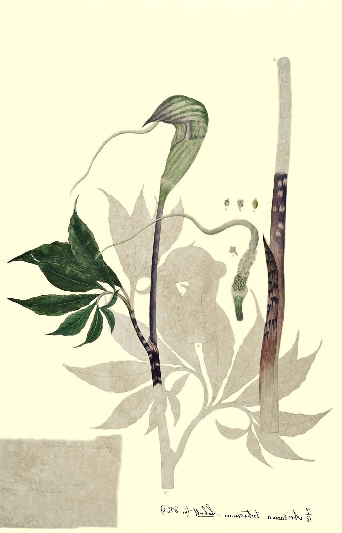 no HD illustration available (3)