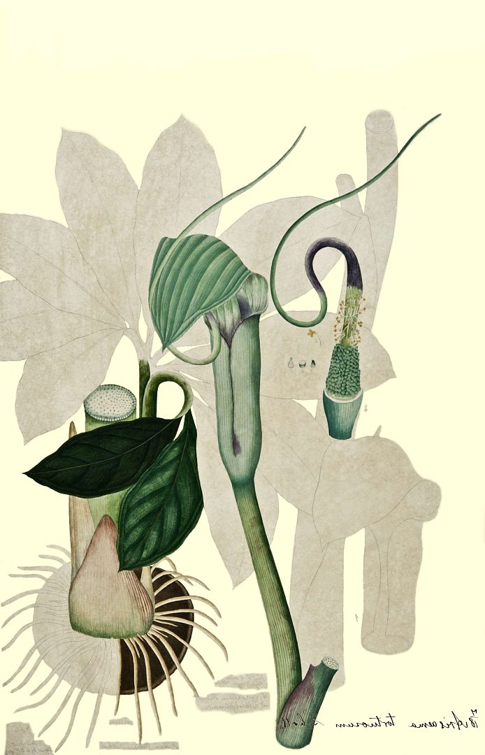 no HD illustration available (3)