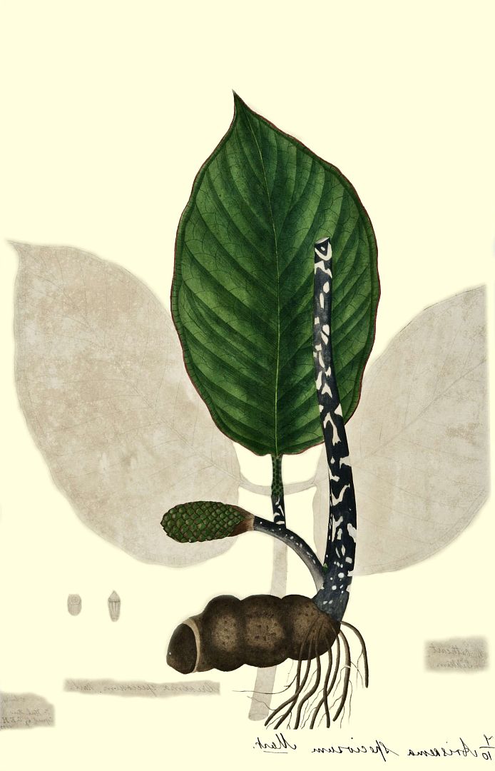no HD illustration available (3)