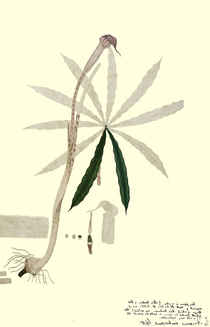 no HD illustration available (3)