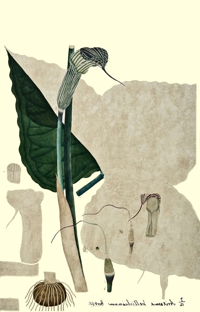 no HD illustration available (3)