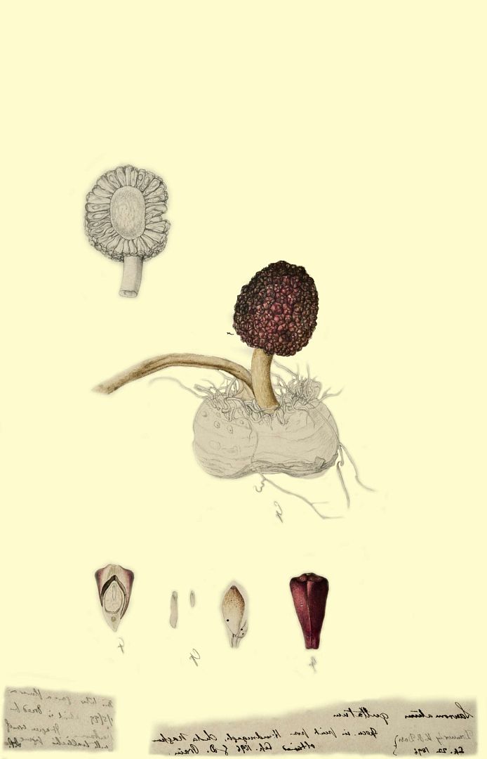no HD illustration available (3)