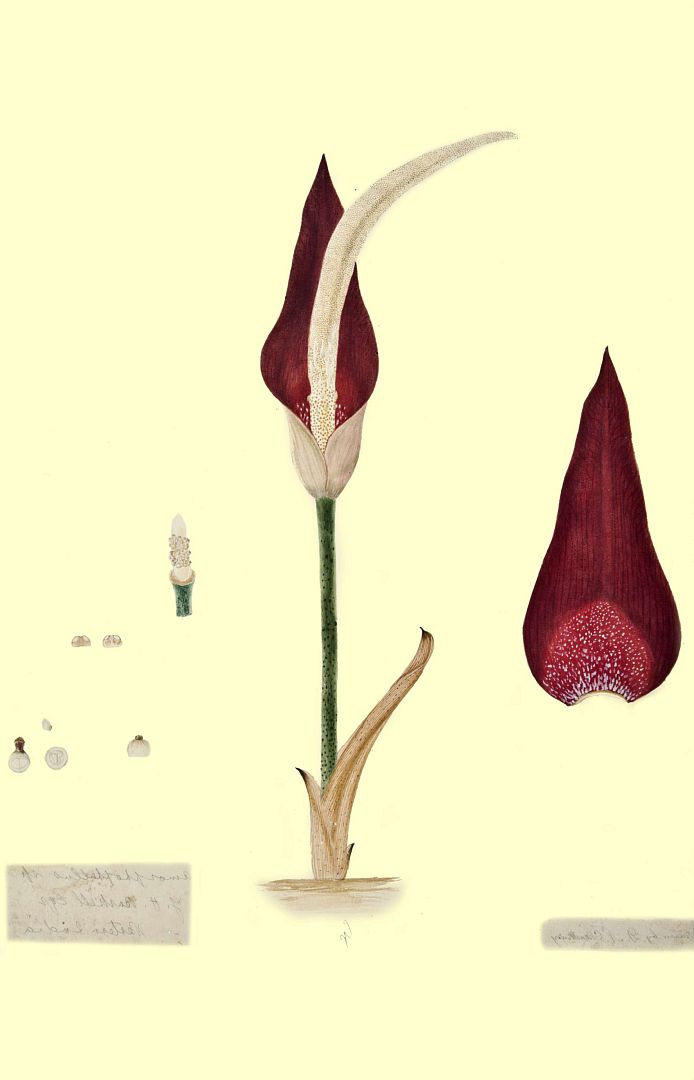 no HD illustration available (3)