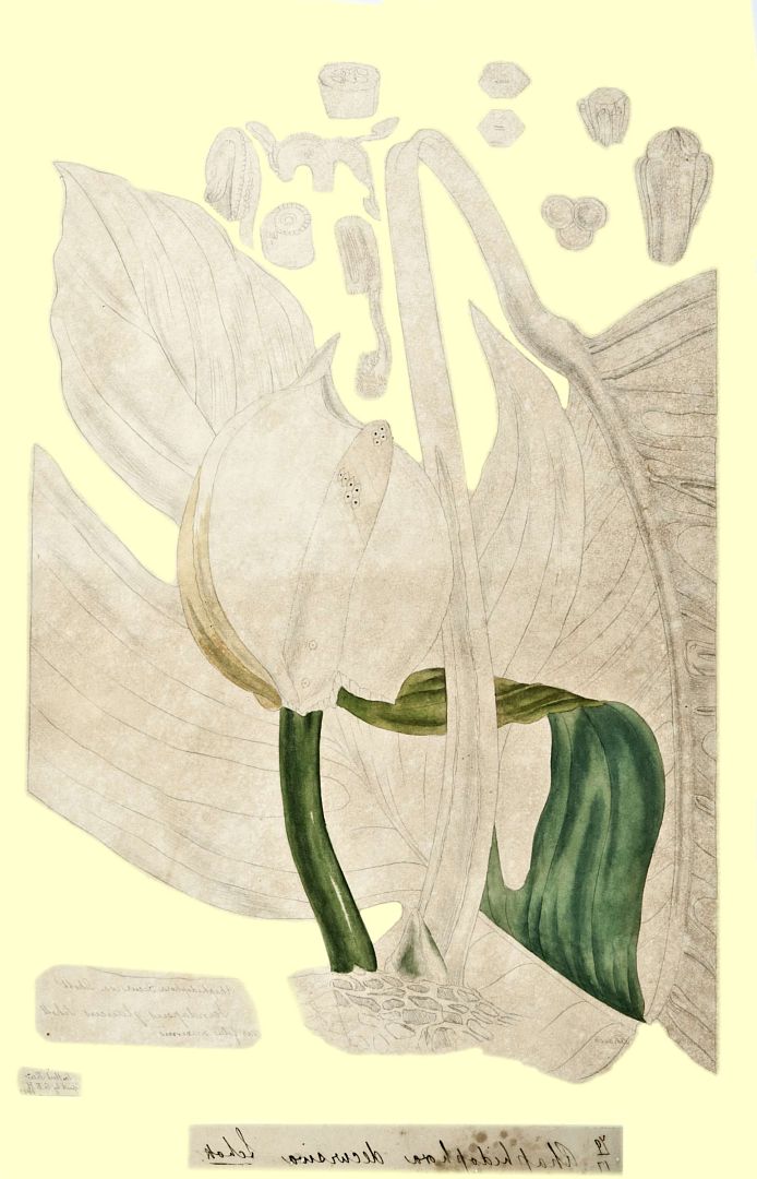 no HD illustration available (3)