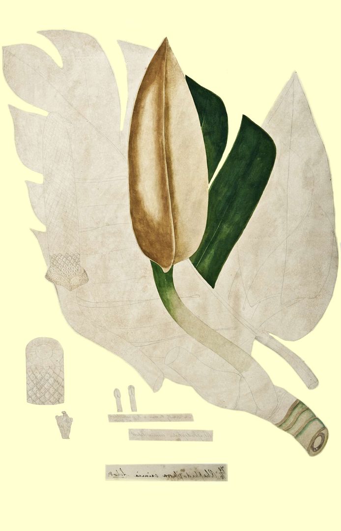 no HD illustration available (3)