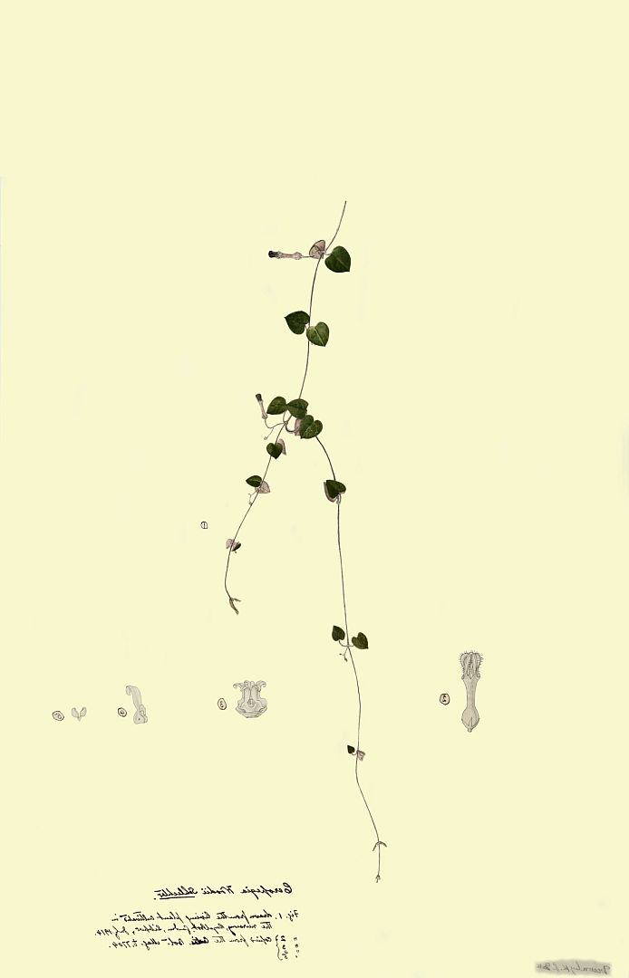 no HD illustration available (3)