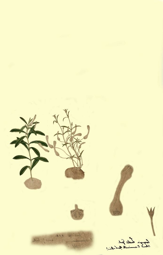 no HD illustration available (3)