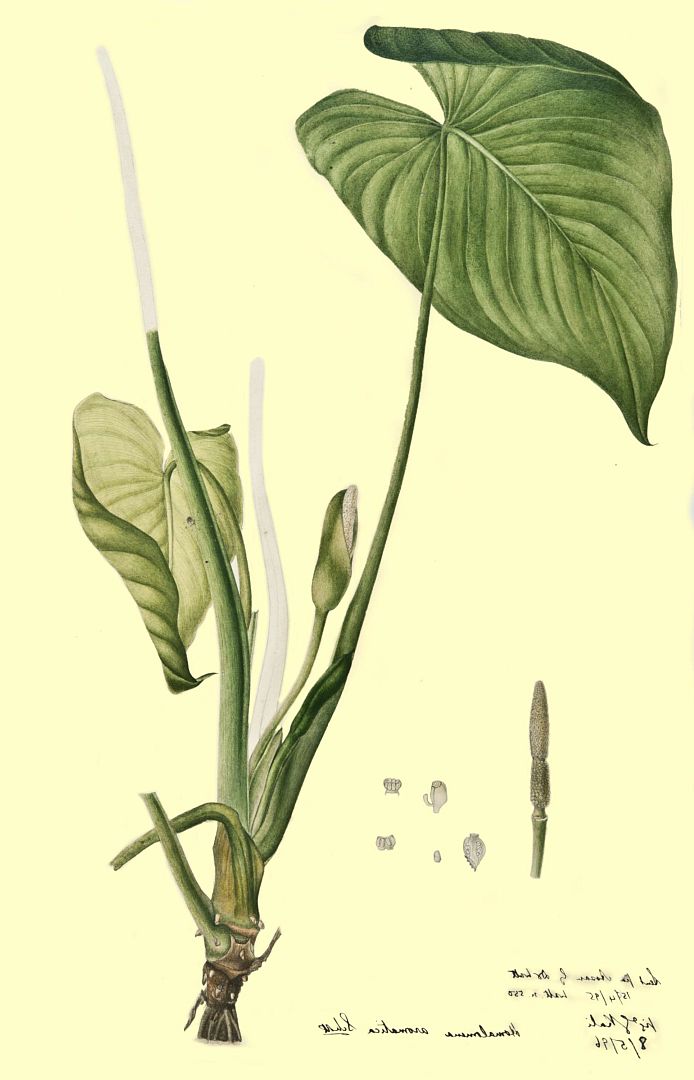 no HD illustration available (3)