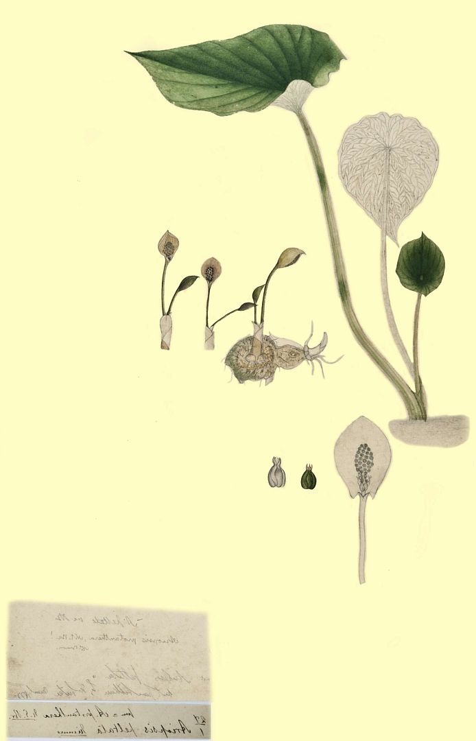no HD illustration available (3)