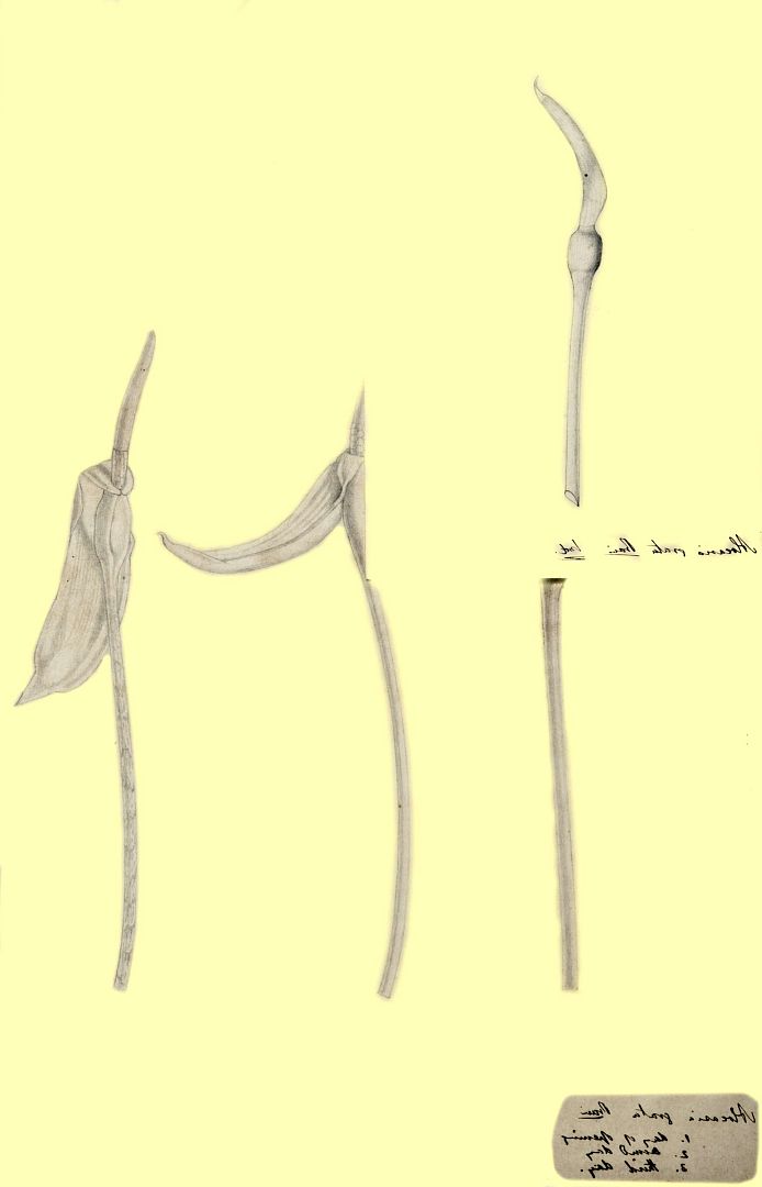 no HD illustration available (3)