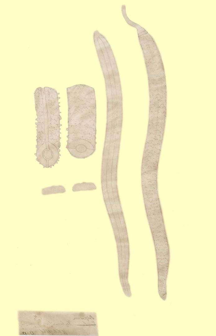 no HD illustration available (3)