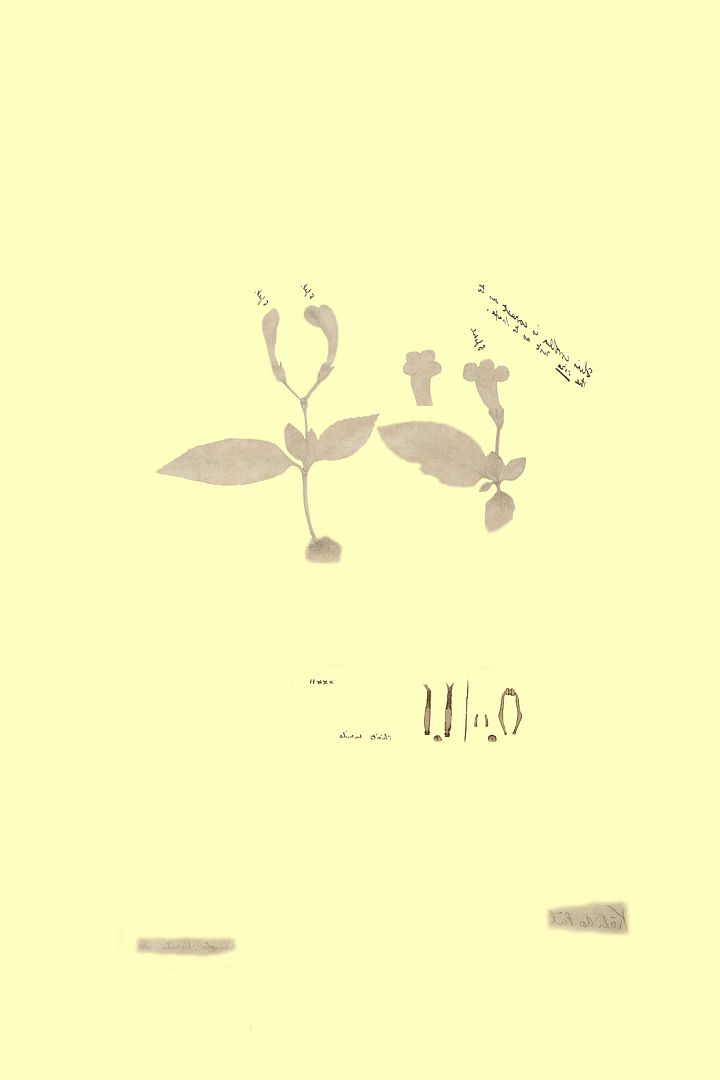 no HD illustration available (3)