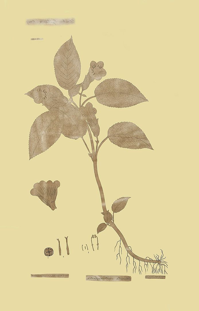 no HD illustration available (3)