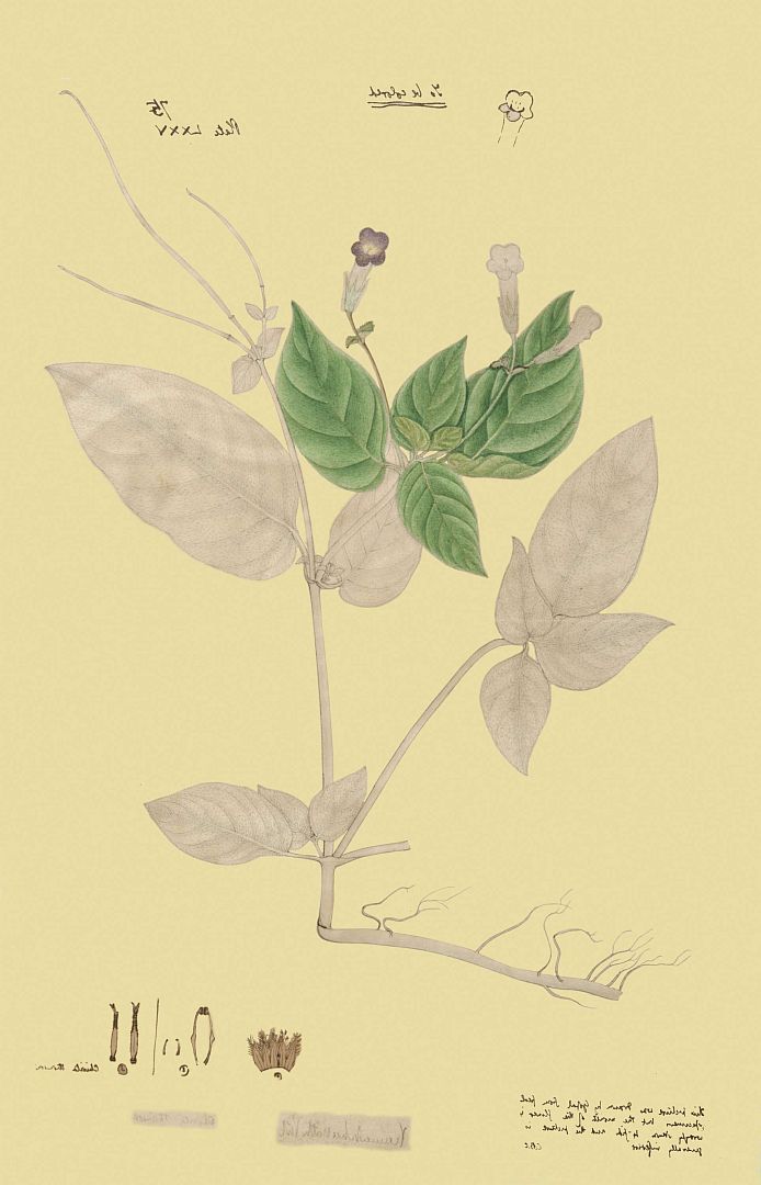 no HD illustration available (3)
