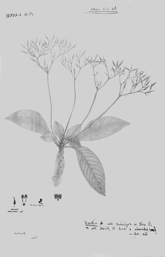 no HD illustration available (3)