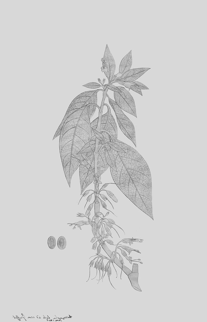 no HD illustration available (3)