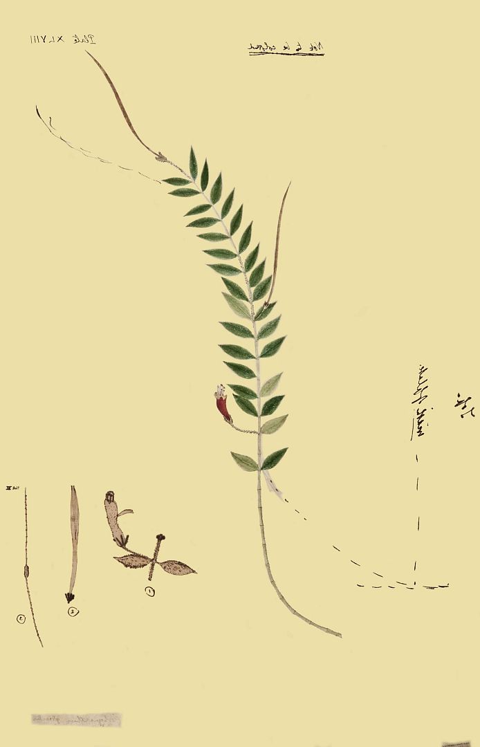 no HD illustration available (3)