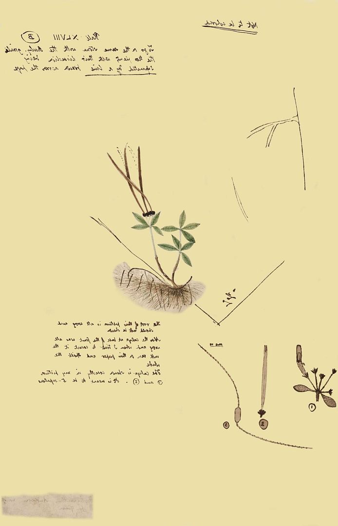no HD illustration available (3)