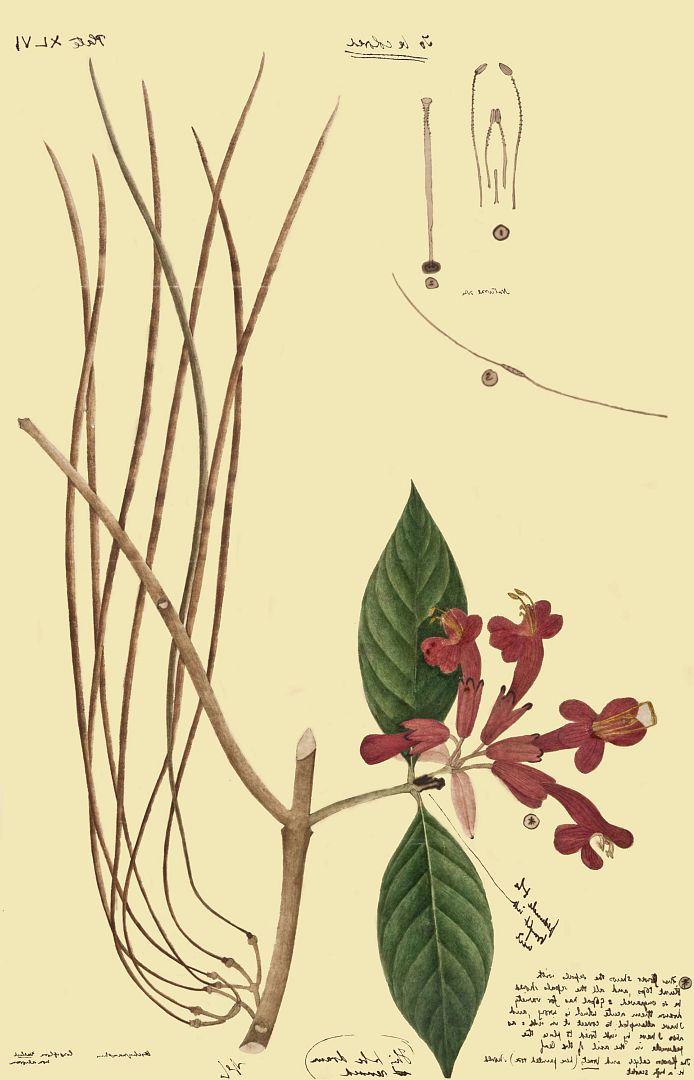 no HD illustration available (3)