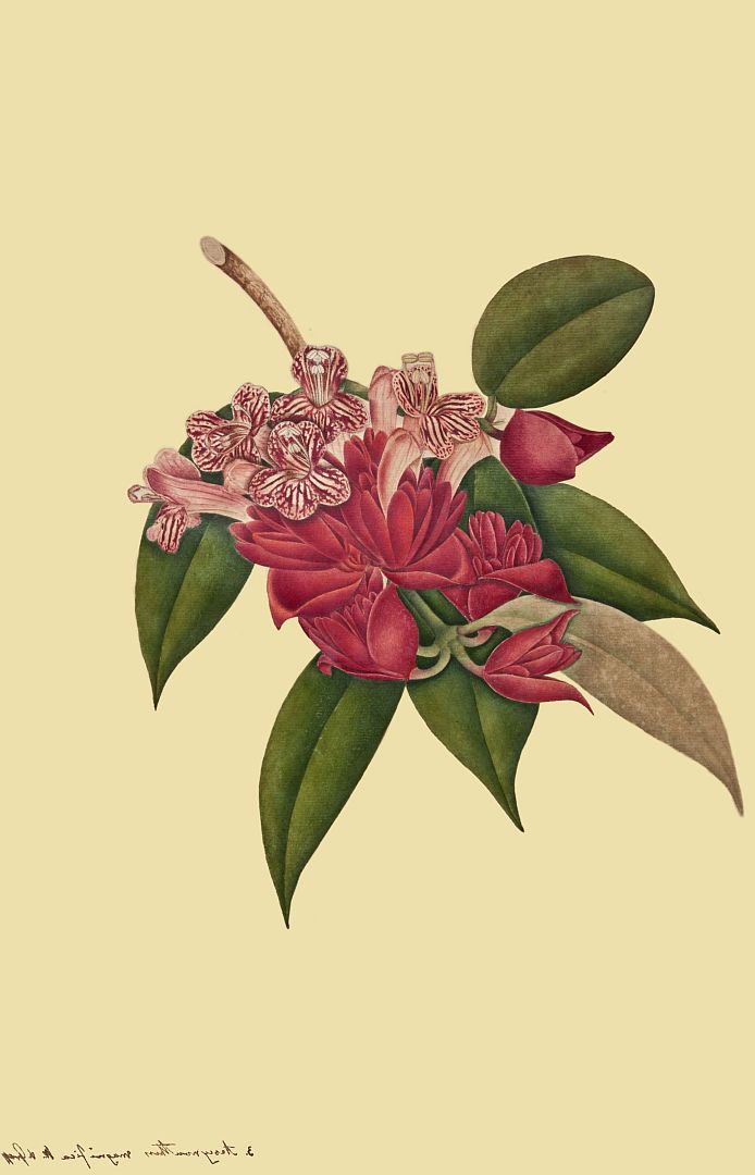 no HD illustration available (3)
