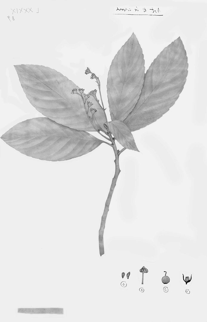 no HD illustration available (3)