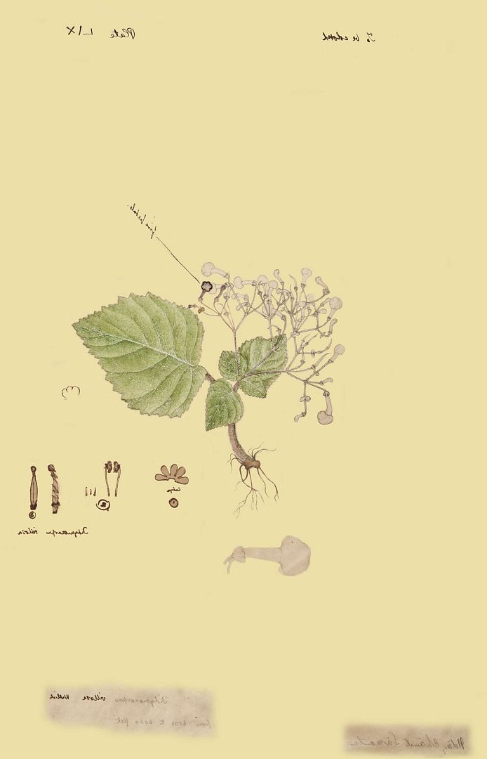 no HD illustration available (3)