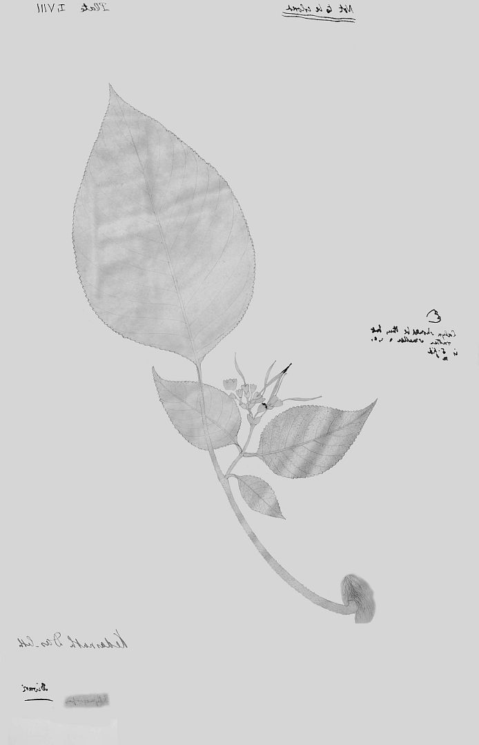 no HD illustration available (3)