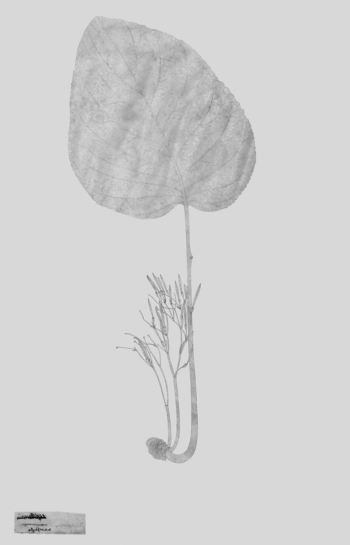 no HD illustration available (3)