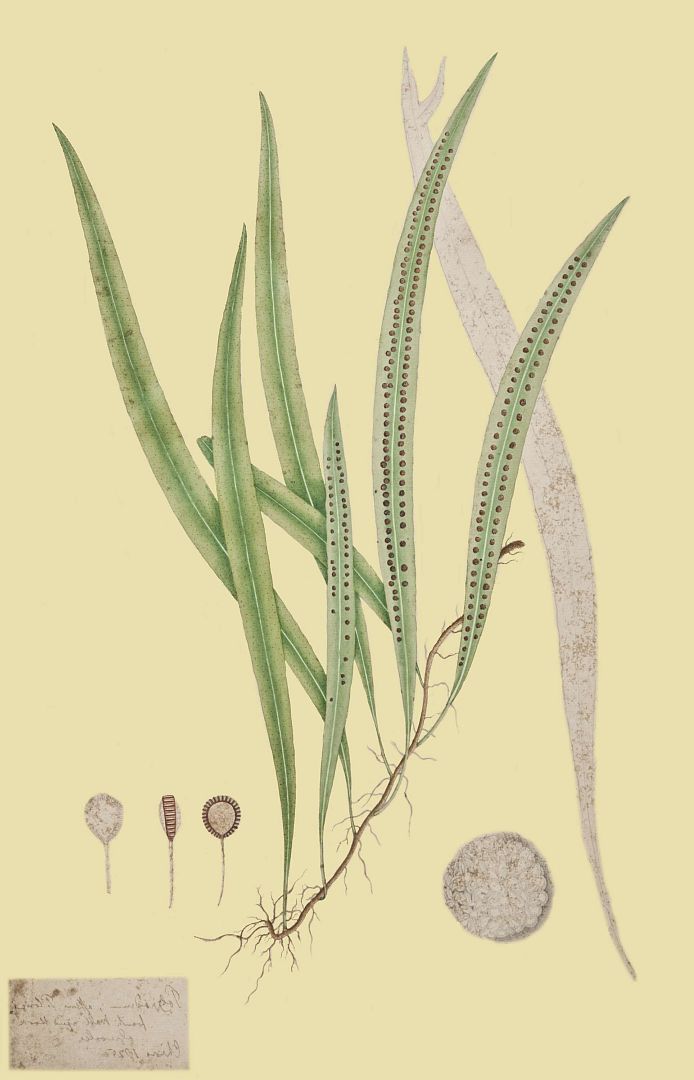 no HD illustration available (3)
