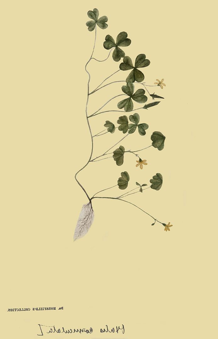 no HD illustration available (3)
