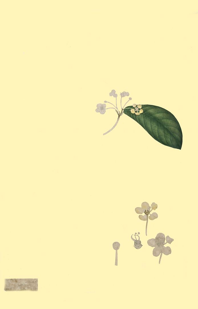 no HD illustration available (3)