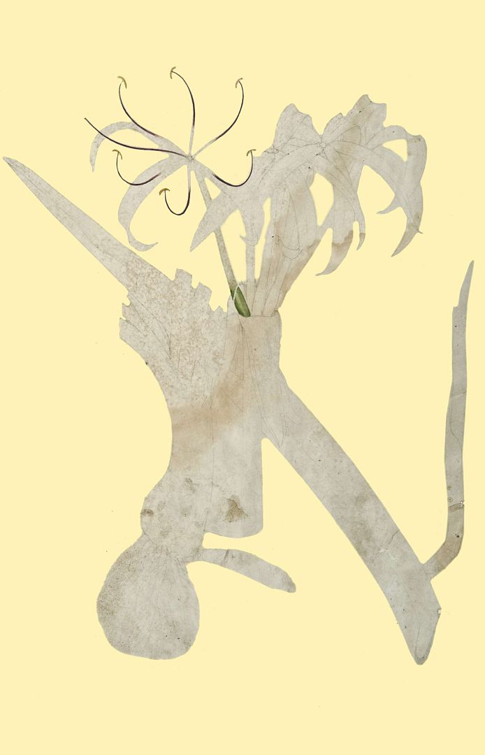 no HD illustration available (3)