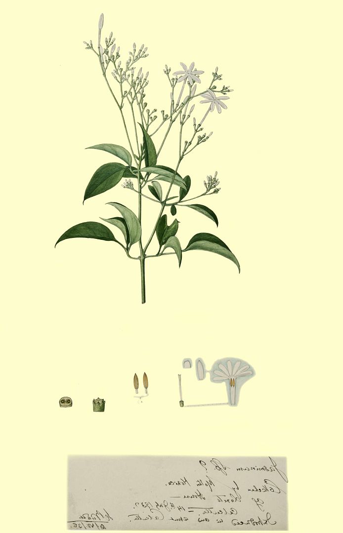 no HD illustration available (3)