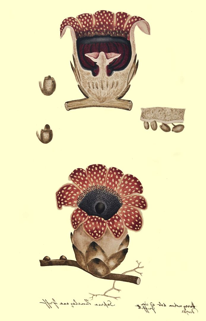 no HD illustration available (3)