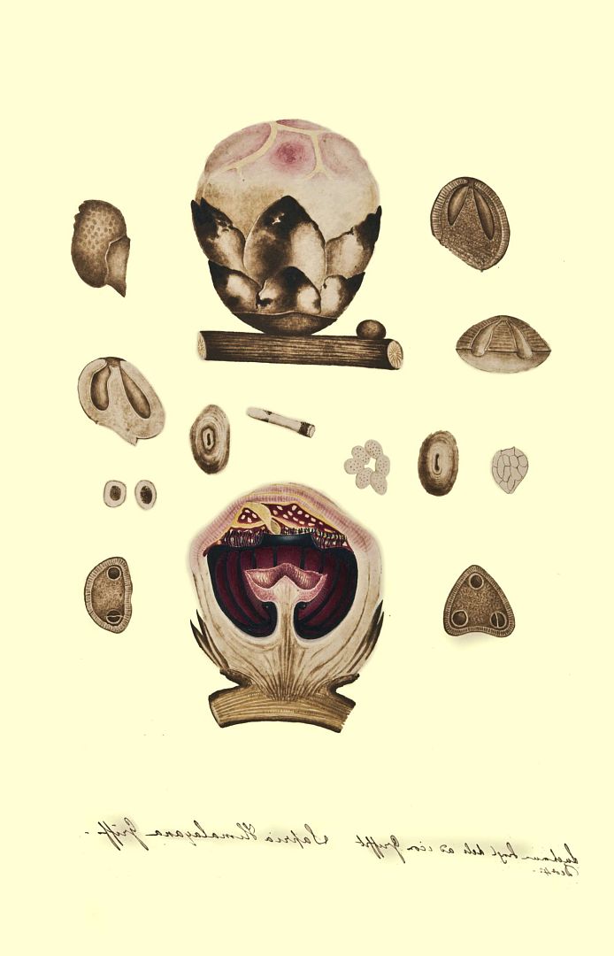 no HD illustration available (3)