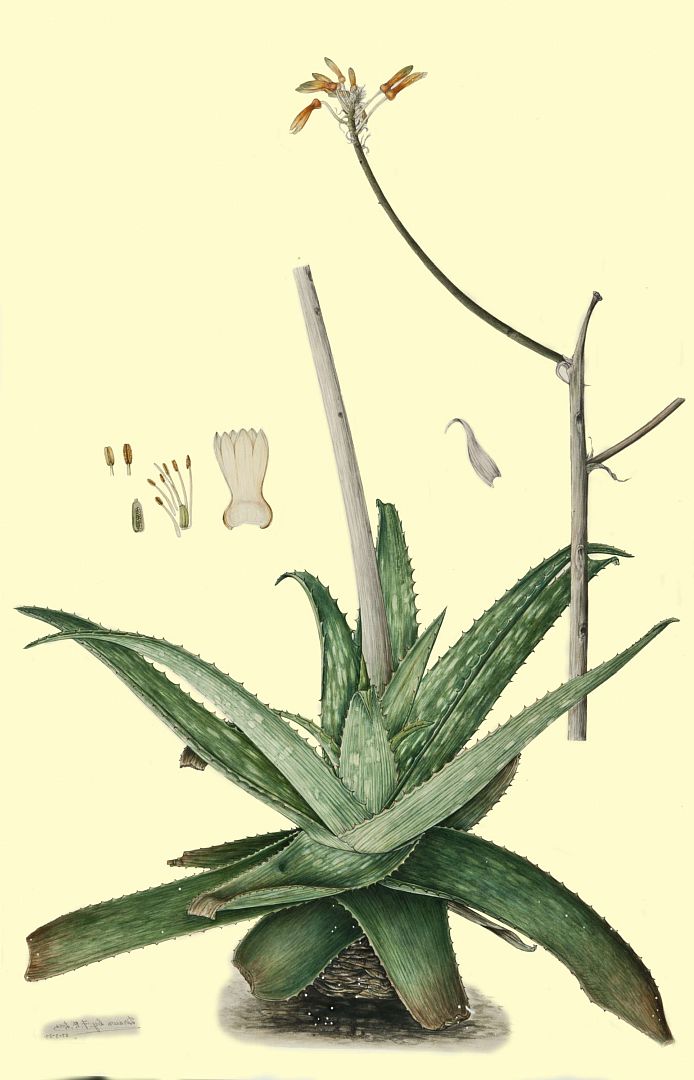 no HD illustration available (3)