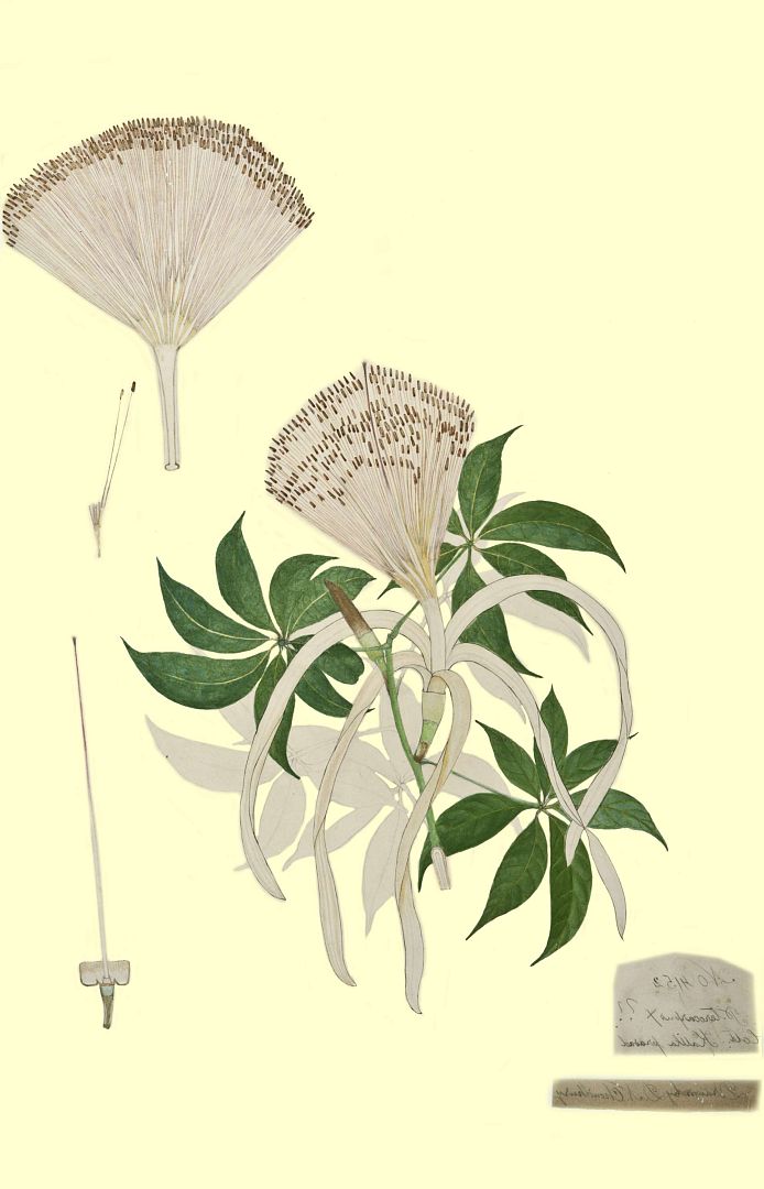 no HD illustration available (3)