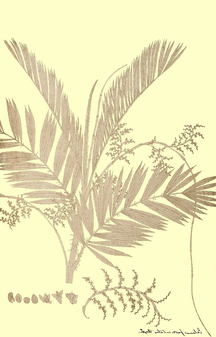 no HD illustration available (3)