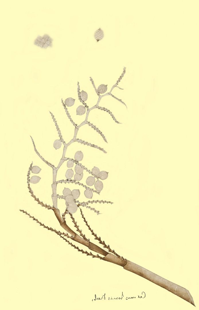 no HD illustration available (3)