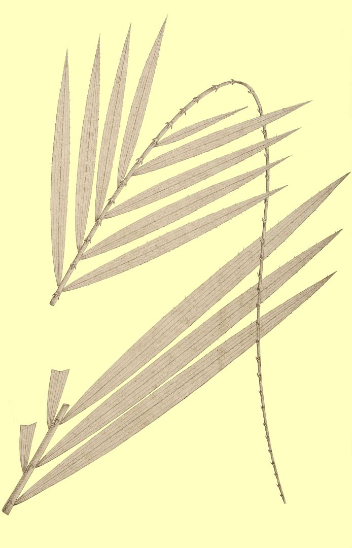 no HD illustration available (3)
