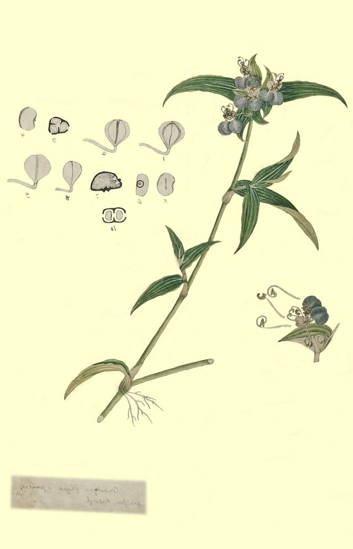 no HD illustration available (3)