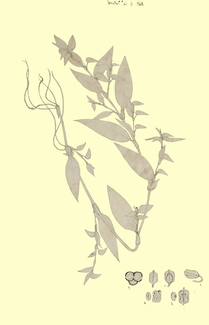 no HD illustration available (3)