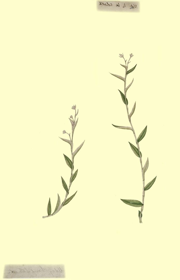 no HD illustration available (3)