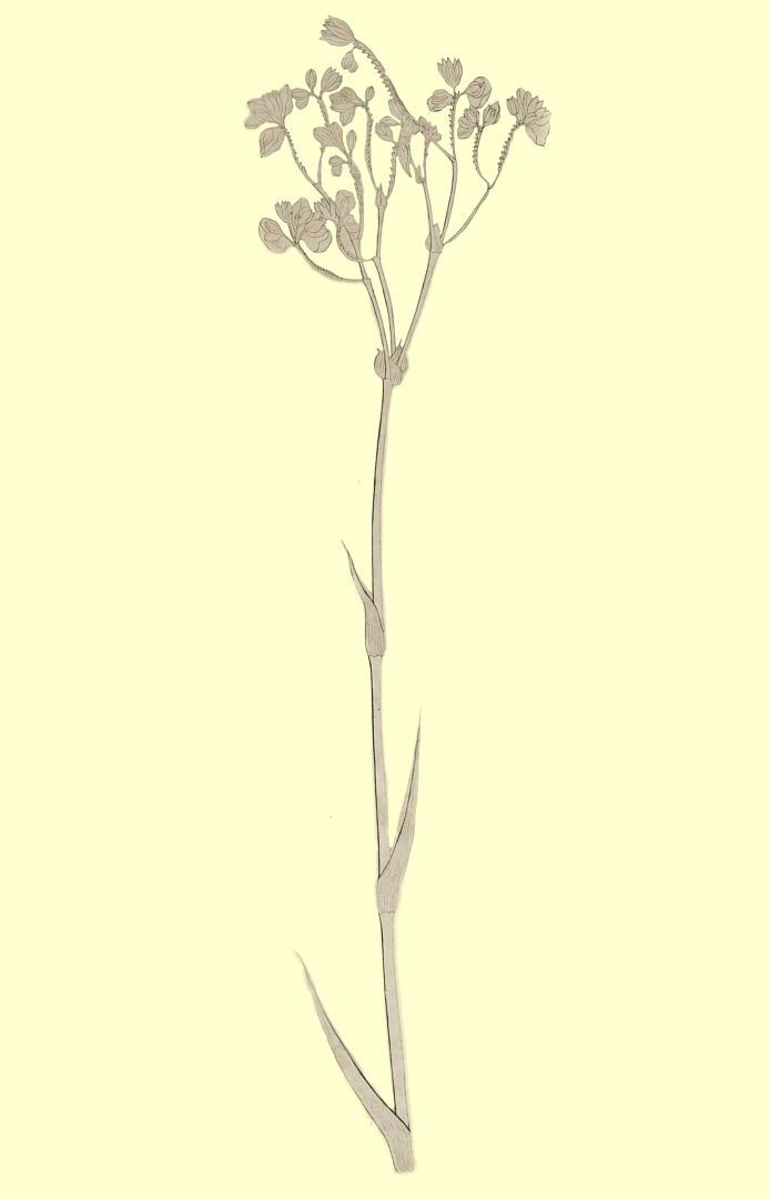 no HD illustration available (3)