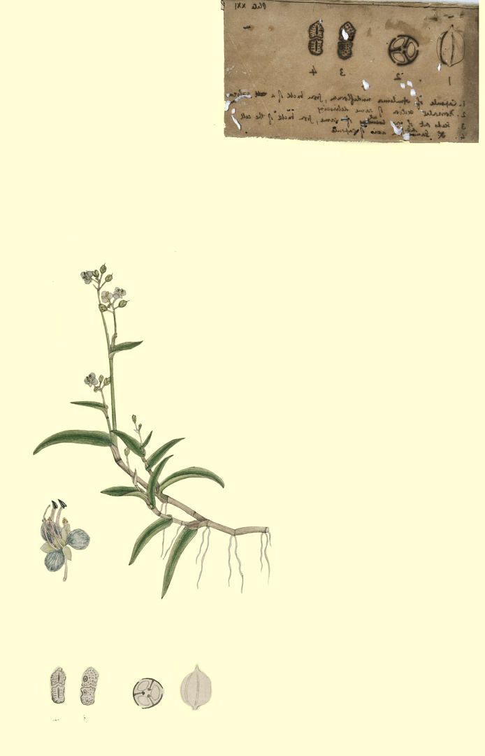 no HD illustration available (3)