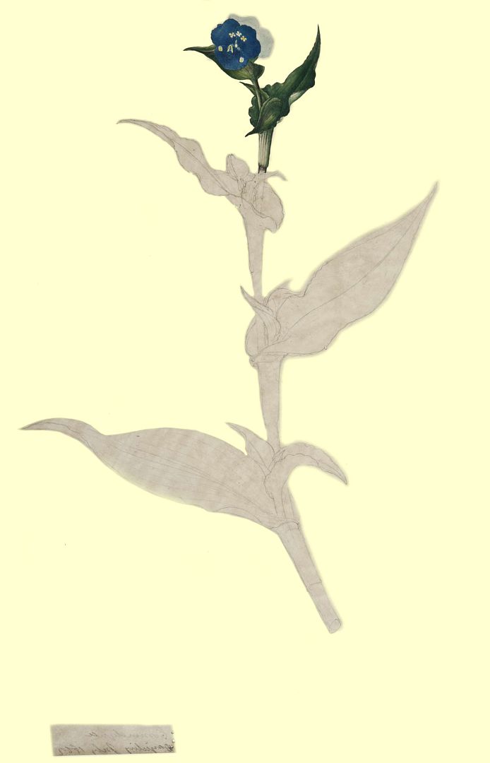 no HD illustration available (3)