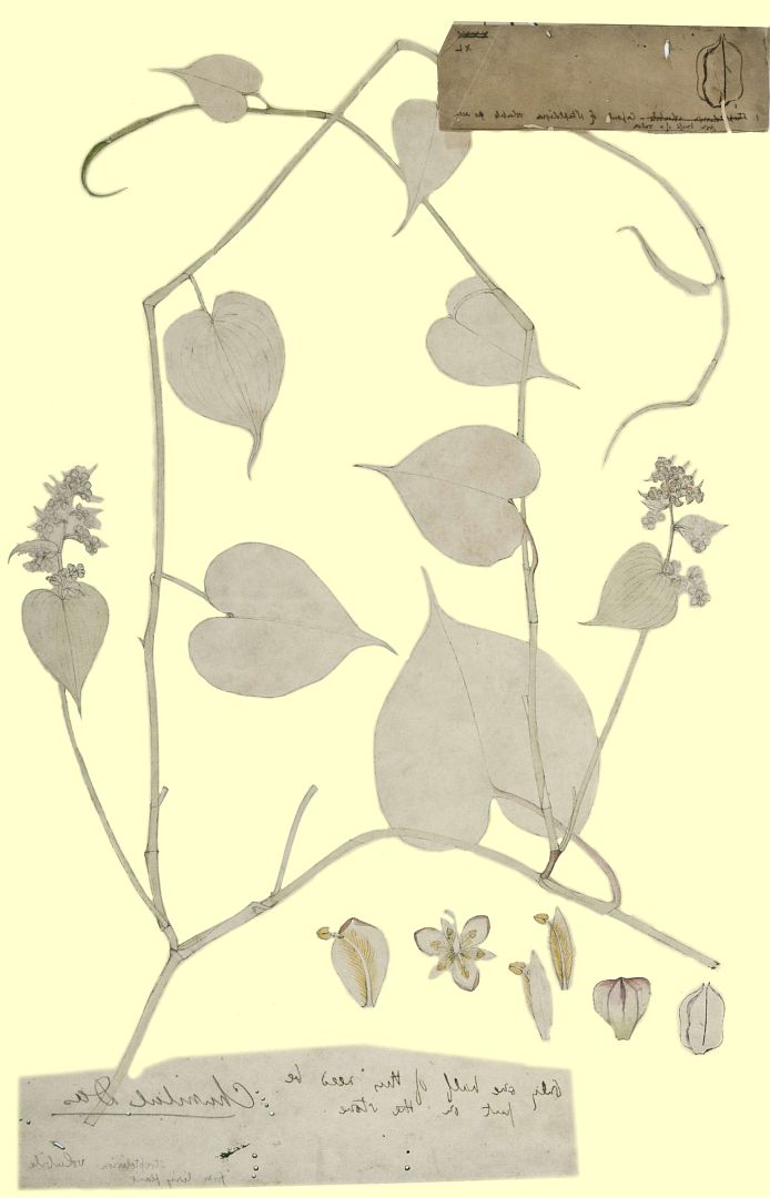no HD illustration available (3)