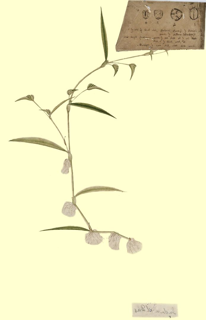no HD illustration available (3)