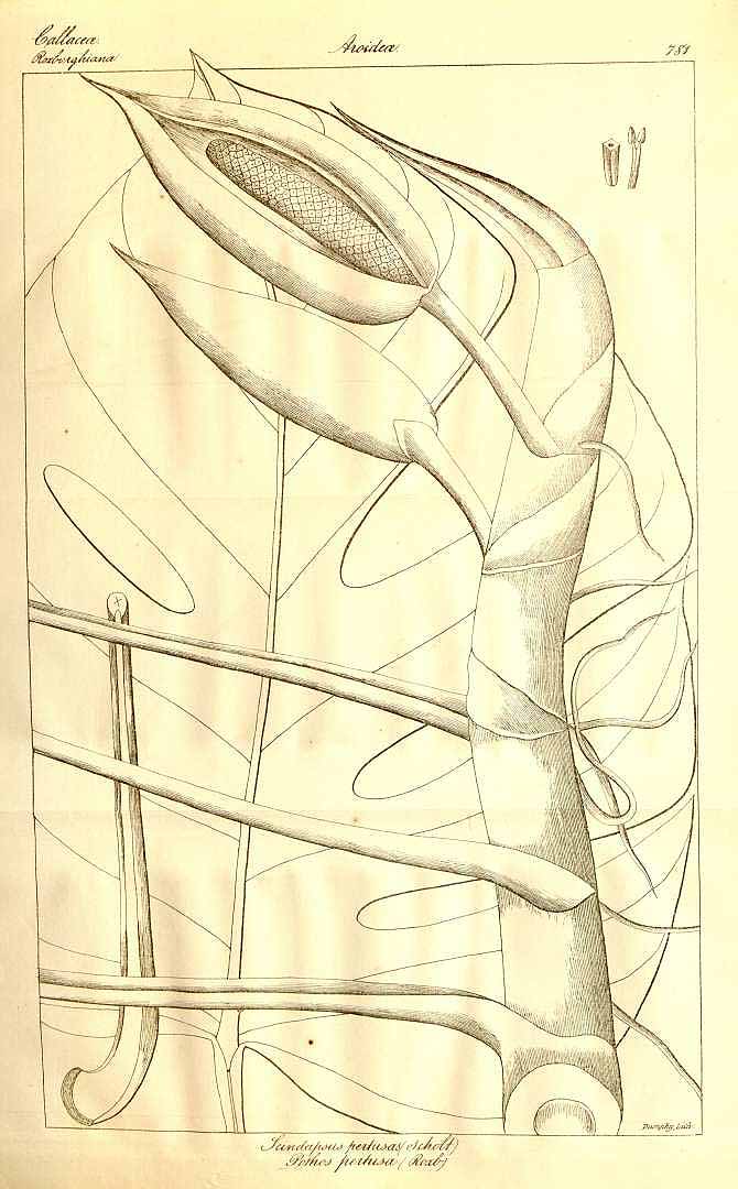 no HD illustration available (3)