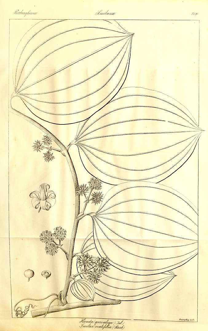 no HD illustration available (3)